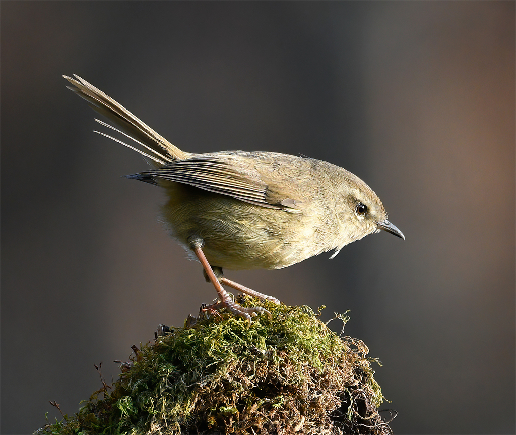 Brown-Flanked Bush Warbler