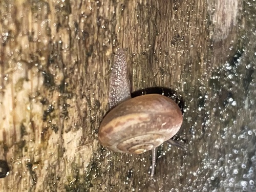 Bradybaena similaris observed 2023-04-02