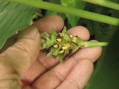 Stromanthe macrochlamys