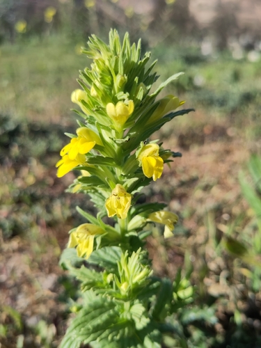 Bellardia viscosa image