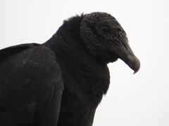 Coragyps atratus