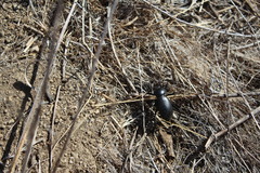 Eleodes grandicollis