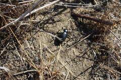 Eleodes grandicollis