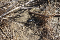 Eleodes grandicollis