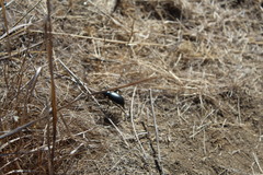 Eleodes grandicollis