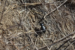 Eleodes grandicollis