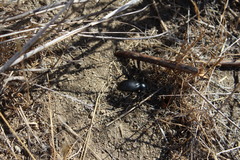 Eleodes grandicollis