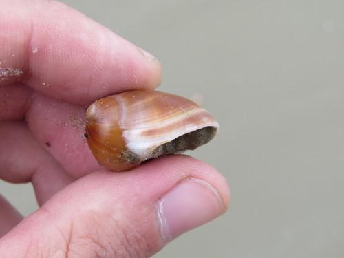Polinices hepaticus