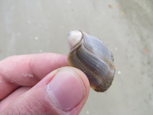 Olivancillaria vesica