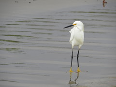 Egretta thula