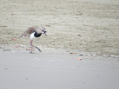 Vanellus chilensis
