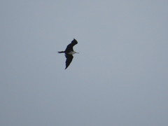 Fregata magnificens