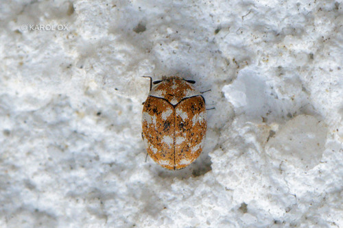 Šareni kornjaš (Anthrenus verbasci)