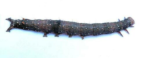 Oldwife Underwing photo 4