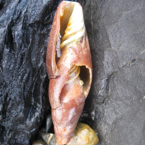 Isara carbonaria