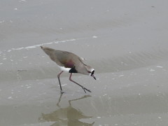 Vanellus chilensis