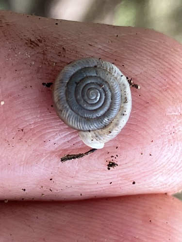 Polygyra cereolus observed 2023-04-02
