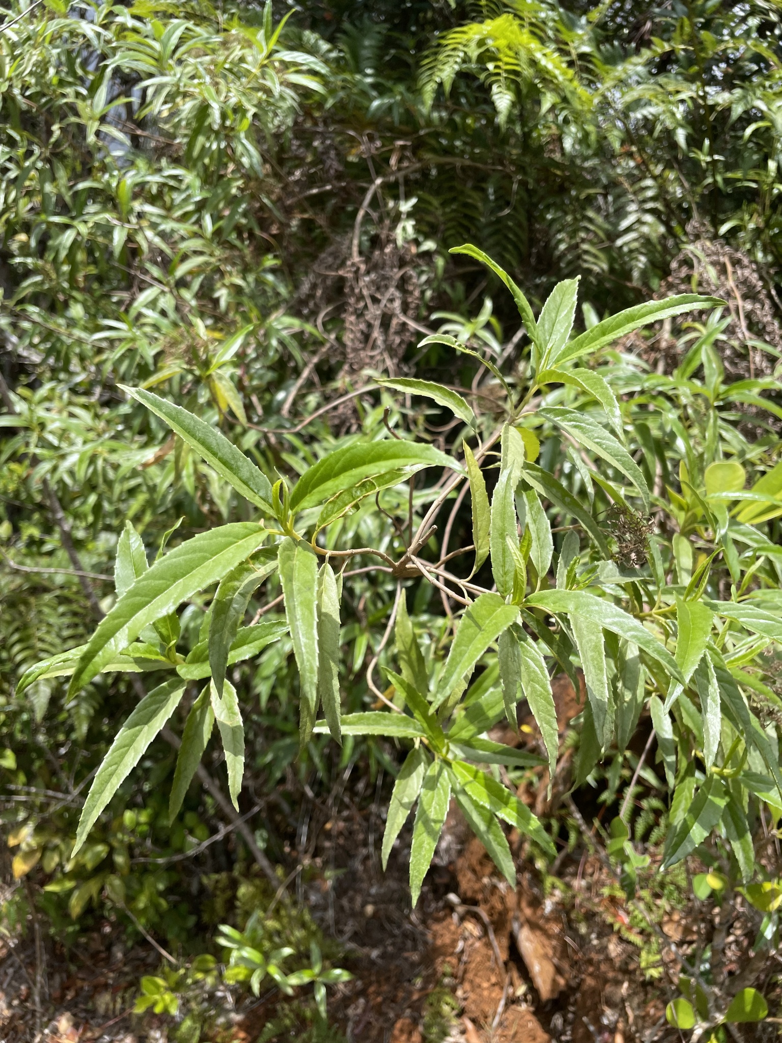 Ageratina resiniflua