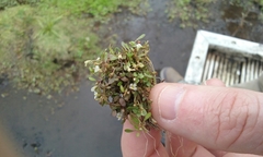 Glossostigma elatinoides