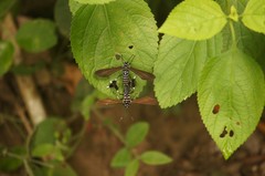 Horama plumipes