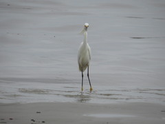 Egretta thula