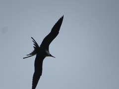 Fregata magnificens