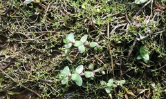 Gratiola sexdentata