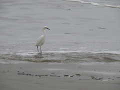 Egretta thula