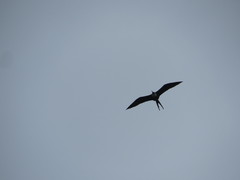 Fregata magnificens