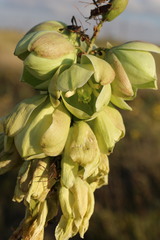 Yucca campestris