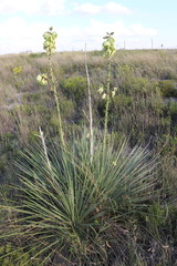 Yucca campestris