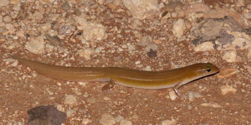 Eremiascincus phantasmus