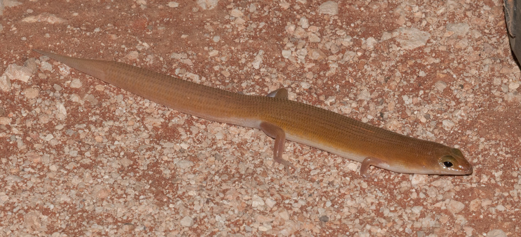 Ghost Skink