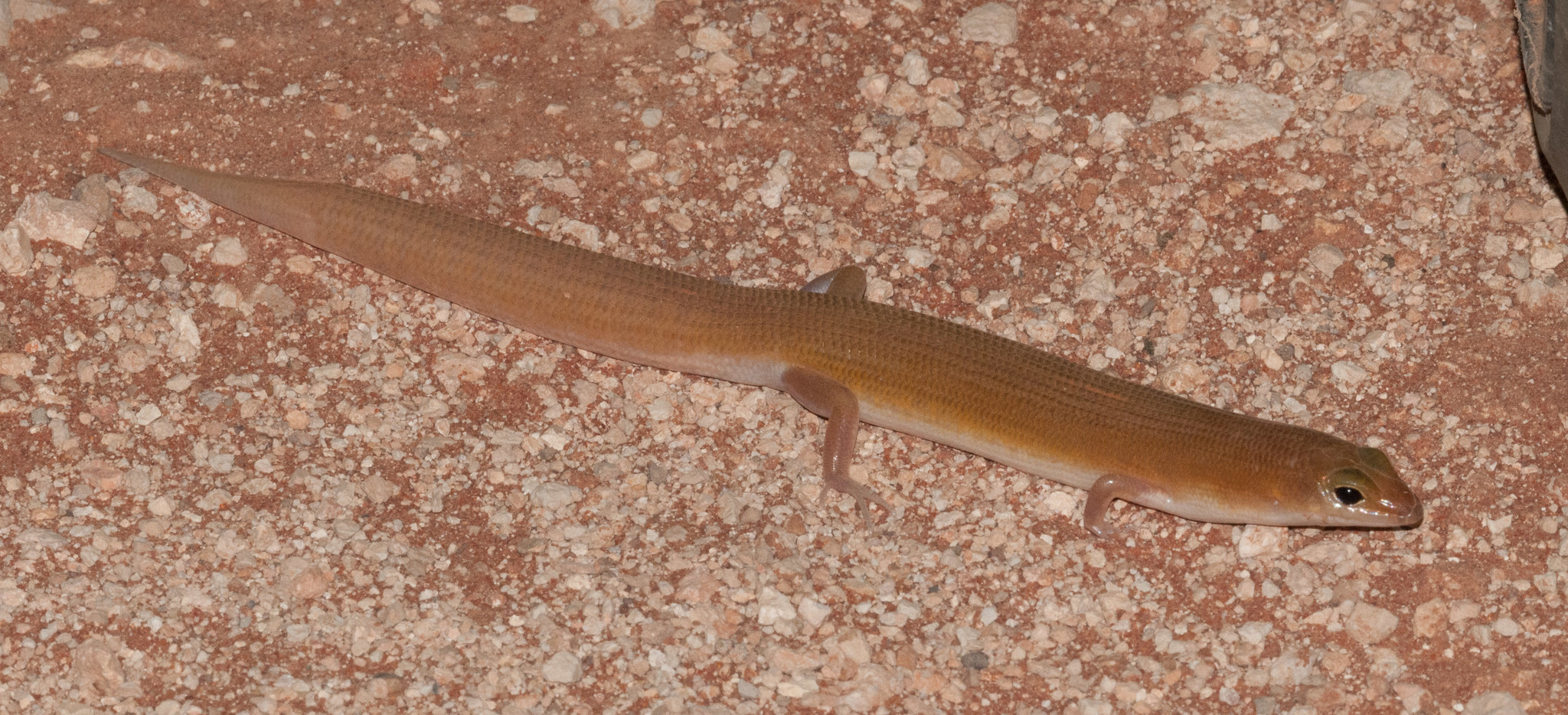 Ghost Skink (Eremiascincus phantasmus) · iNaturalist Australia