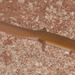 Ghost Skink - Photo (c) Rolf Lawrenz, some rights reserved (CC BY), uploaded by Rolf Lawrenz