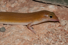 Ghost Skink photo 3