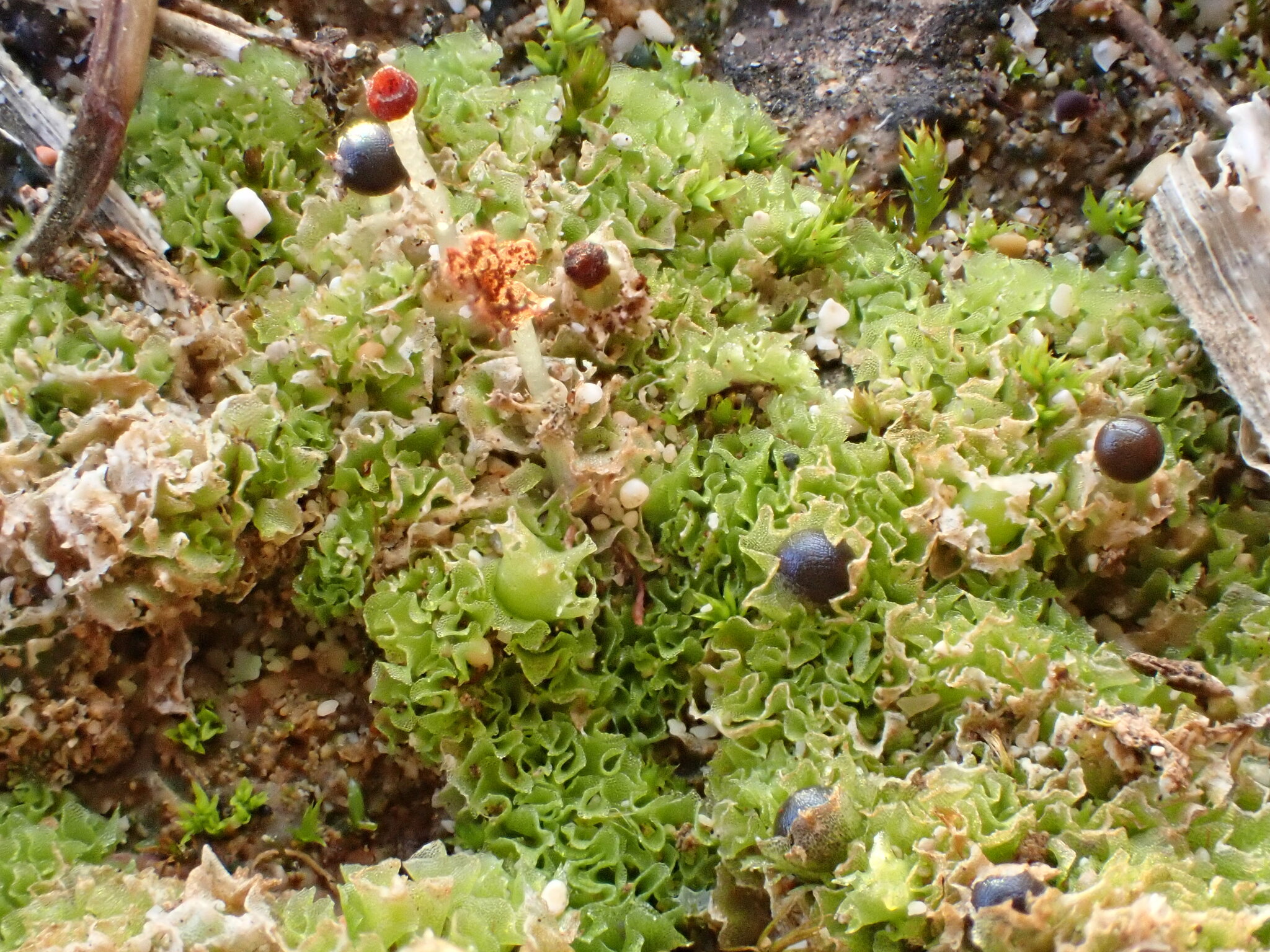 Fossombronia echinata