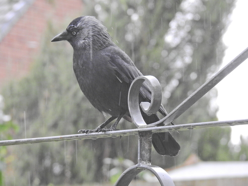 Grajilla occidental (Corvus monedula)