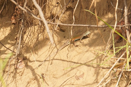 Blackbelly Racerunner