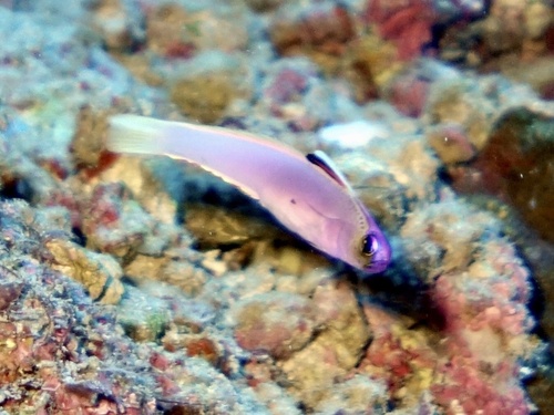 Nemateleotris helfrichi observed 2023-04-01