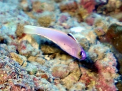 Helfrich's Dartfish photo 2