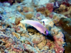 Helfrich's Dartfish photo 3