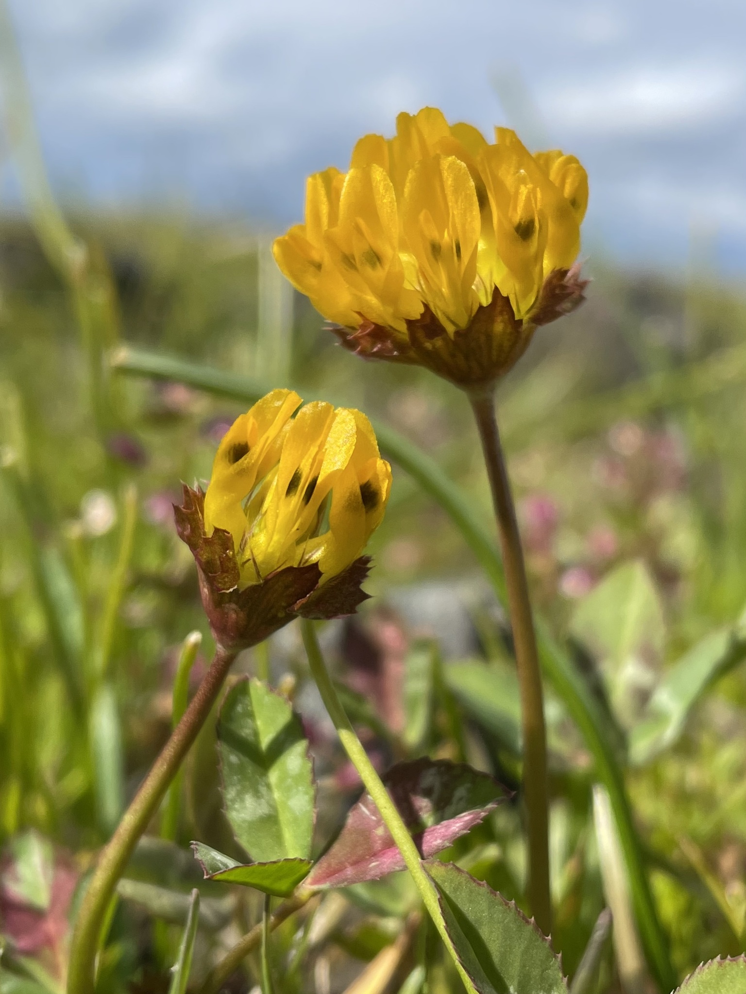 Trifolium jokerstii