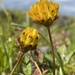 Butte County Golden Clover - Photo (c) Christian Schwarz, some rights reserved (CC BY-NC), uploaded by Christian Schwarz