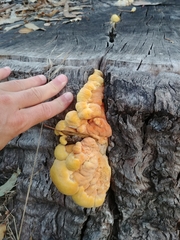 Laetiporus gilbertsonii