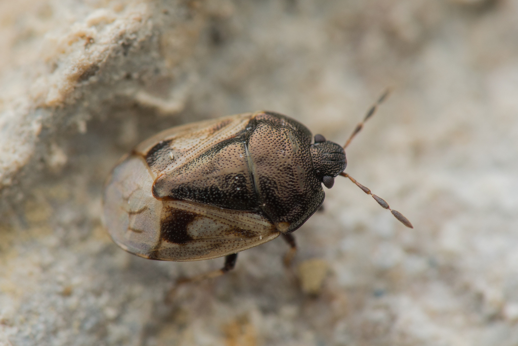 Crocistethus