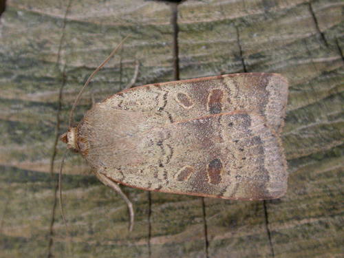 Lesser Yellow Underwing photo 3