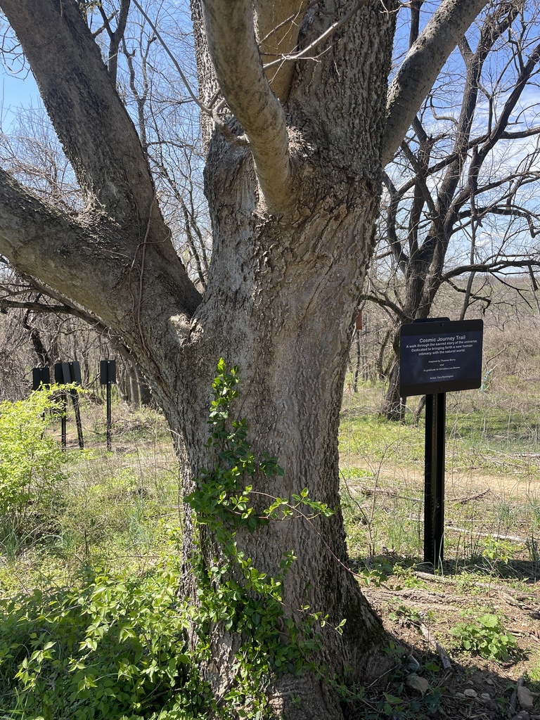 common hackberry from Louisville, KY, US on April 03, 2023 at 02:05 PM ...