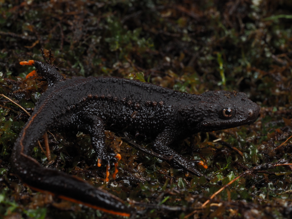 Ziegler's crocodile newt