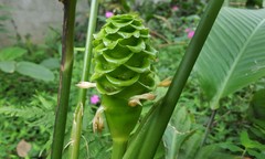 Goeppertia cylindrica